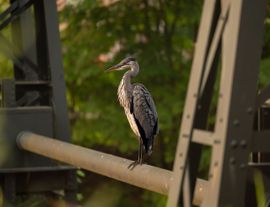 Reiger 