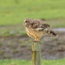 Poetsen...en dan uitschudden.