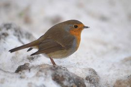 Roodborst in de winter