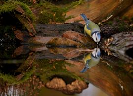 Drinkende pimpelmees