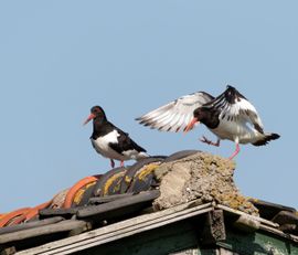 Dansende scholekster
