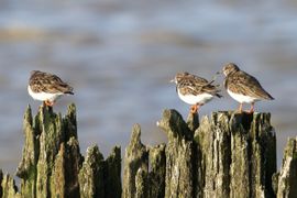 Steenlopers rusten uit op hout