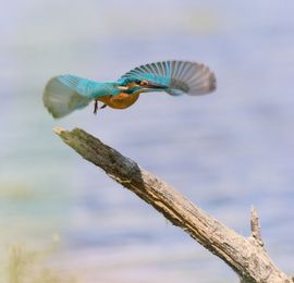 IJsvogel in actie