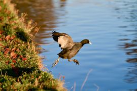 Een sprong in Koninklijk water