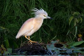 Ralreiger zet kuif op.