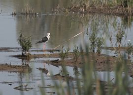 Reflectie van een bijzondere vogel
