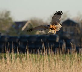 Bruine kiekendief bouwt nest