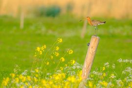 Grutto op de uitkijk
