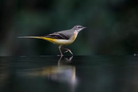 grote gele kwikstaart