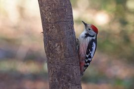 Middelste Bonte Specht