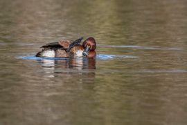 Een goede poetsbeurt is het halve werk!