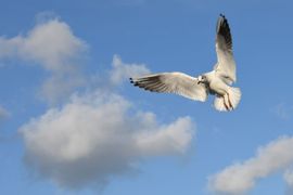 Kokmeeuw in de lucht