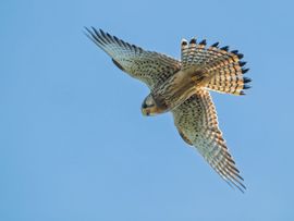 Oog in Oog door het Schuifdak