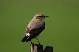 De eerste tapuit van 2023