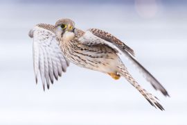 Torenvalk in de sneeuw
