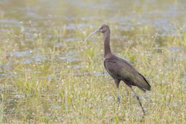 Zwarte Ibis in getijdegebied