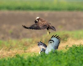 Bruine Kiekendief vs Buizerd 