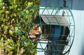 Deze Huismus lijkt gevangen, maar hij is zo vrij als een vogeltje!