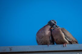Lief 