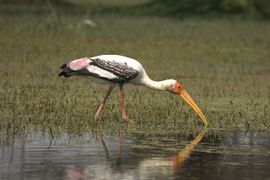Indische Nimmerzat