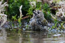 Even lekker badderen