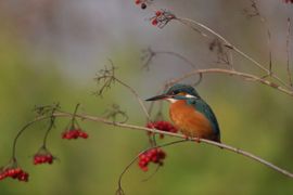 mevrouw ijsvogel tussen de besjes