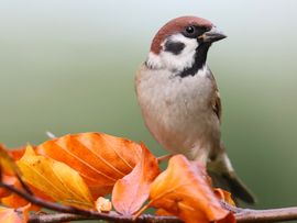 Mooie Ringmus tussen de herfstbladeren