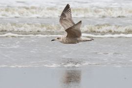 Vliegende jonge zilvermeeuw