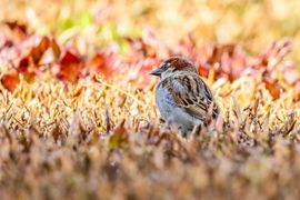 Een huismus op de heg in het laatste zonlicht
