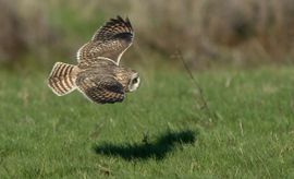 zo laag mogelijk vliegen om muizen te vangen