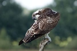 Visarend poetst z'n veren