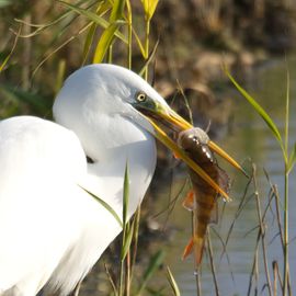 Hoe werk ik dit exemplaar naar binnen.......