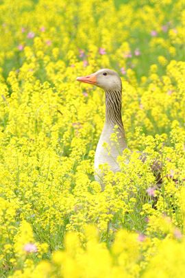 Grauwe Gans in raapzaad