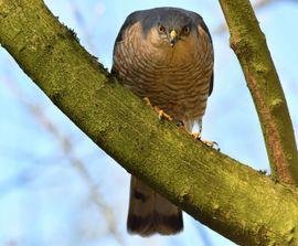Loerende sperwer mannetje