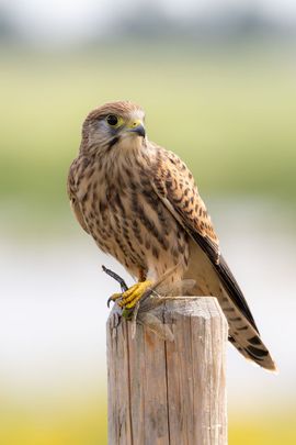 Jonge torenvalk met verse prooi