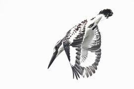 Bonte IJsvogel
