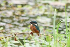 Zeldzaamheid voor het huis 