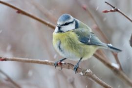 Pimpelmees in de sneeuw