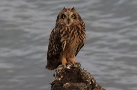 velduil in het zonnetje