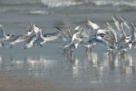 Een levendig behangetje