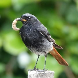 Zwarte roodstaart met een lekker hapje voor z'n jongen