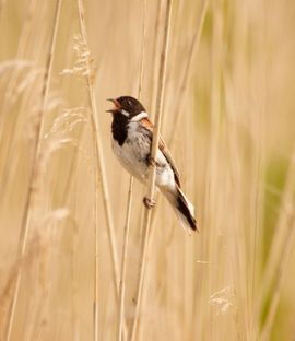 Serenade in het riet