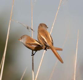 Duo Baardmannetjes