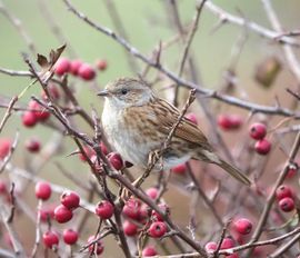 Heggenmus in de duinen