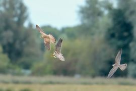 Roodpootvalken achtervolgen torenvalk