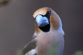 Portret van een appelvink