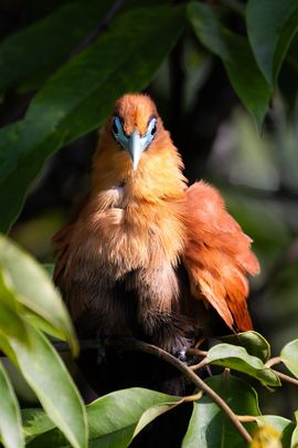 Raffles’s Malkoha geniet van de laatste zonnestralen