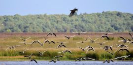 zeearend op jacht naar een gans