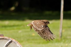 Steenuil in de tuin