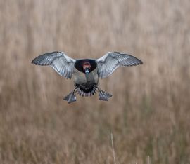 Een tafeleend net voor de landing.